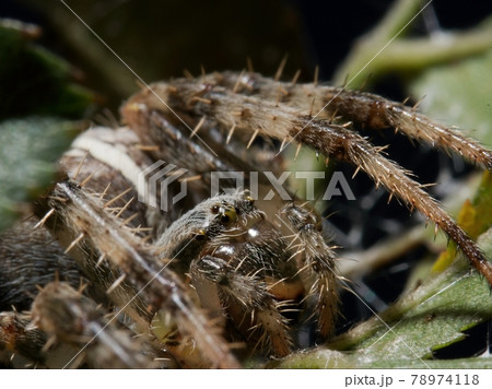 spider spider 78974118