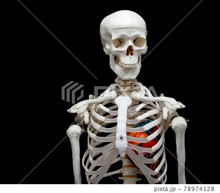 Skeleton 78974128