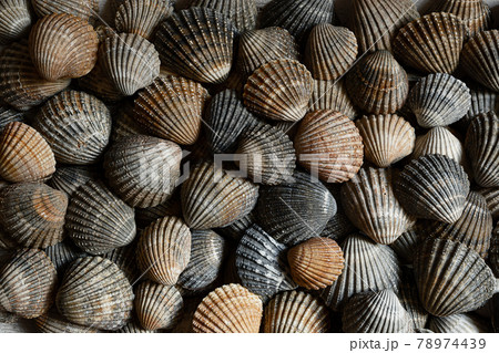 Brown and gray seashells 78974439