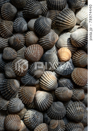 Seashells illuminated by sun Seashells illuminated by sun 78974440