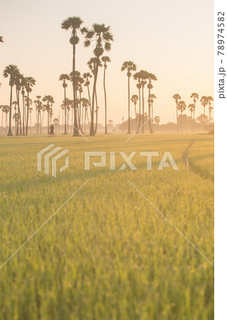 Sugar palm tree and Rice Feild at sunset in Thailand 78974582