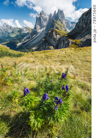 Seceda peaks. Trentino Alto Adige, Dolomites Alps, South Tyrol, Italy. Odle mountain range, Val Gardena. Majestic Furchetta peak 78975660