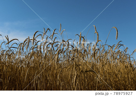 Wheat spikes ,cereal planted in La Pampa, Argentina Wheat spikes ,cereal planted in La Pampa, Argentina 78975927