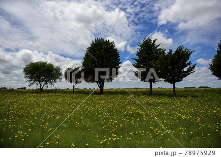 Wild flowers and pines, Patagonia Wild flowers and pines, Patagonia 78975929