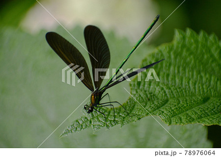 ハグロトンボ 78976064