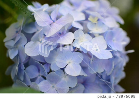 紫陽花 紫陽花 78976099