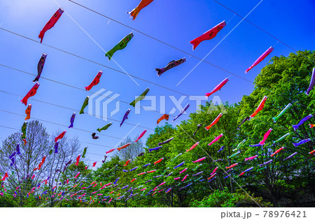 青空にはためくカラフルな鯉のぼり（やくらいガーデン）【宮城県加美町】 78976421