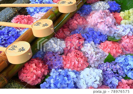 京都 伏見 藤森神社 手水舎 花手水 紫陽花 あじさい アジサイ 梅雨 奉納 清水 京都 伏見 藤森神社 手水舎 花手水 紫陽花 あじさい アジサイ 梅雨 奉納 清水 78976575