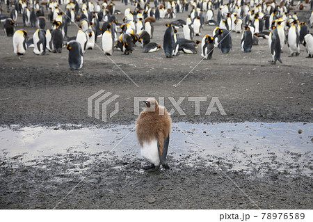 オウサマペンギンの雛（サウスジョージア島） 78976589