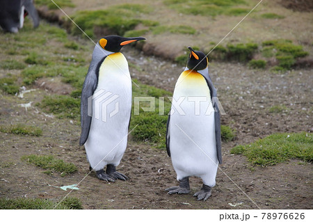 オウサマペンギン(サウスジョージア島) オウサマペンギン(サウスジョージア島) 78976626
