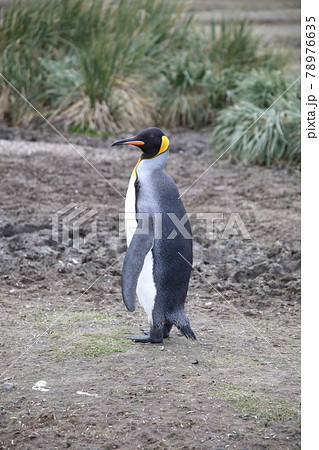 オウサマペンギン（サウスジョージア島） 78976635