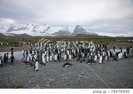 サウスジョージア島の景色 サウスジョージア島の景色 78976690