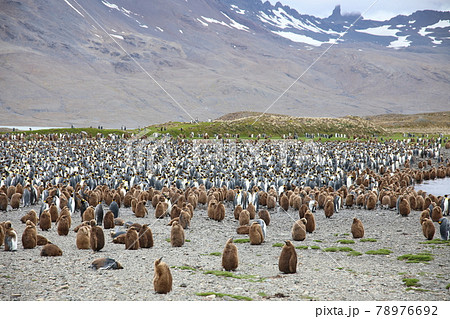 サウスジョージア島の景色 78976692