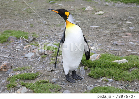 オウサマペンギン（サウスジョージア島） 78976707