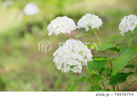 アナベルの花 アナベルの花 78976754