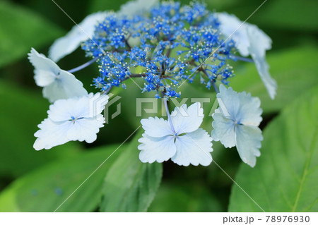 ガクアジサイの花 78976930