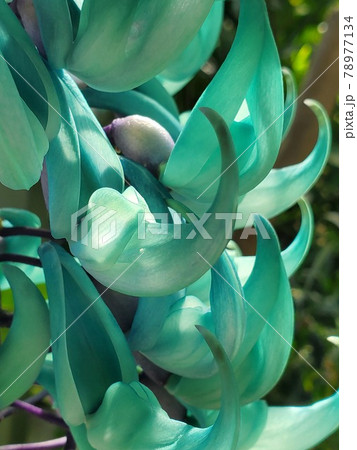 光に透けるヒスイカズラの花びら 78977134