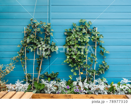 Wooden flower pot with ivy, cactuses and cineraria. Blue wooden wall of backyard with growing plants. Landscaping. Wooden flower pot with ivy, cactuses and cineraria. Blue wooden wall of backyard with growing plants. Landscaping. 78977310