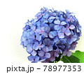 一輪のアジサイの花　梅雨の花 78977353