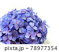 一輪のアジサイの花　梅雨の花 78977354