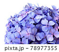 一輪のアジサイの花　梅雨の花 78977355