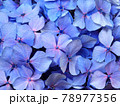 アジサイの花　梅雨の花 78977356