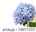 一輪のアジサイの花　梅雨の花 78977357
