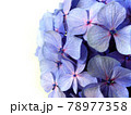 一輪のアジサイの花　梅雨の花 78977358