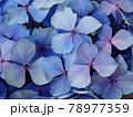 アジサイの花　梅雨の花 78977359