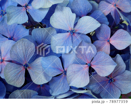 アジサイの花 梅雨の花 アジサイの花 梅雨の花 78977359