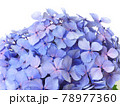 一輪のアジサイの花　梅雨の花 78977360
