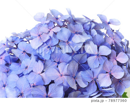 一輪のアジサイの花　梅雨の花 78977360