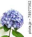 一輪のアジサイの花　梅雨の花 78977362