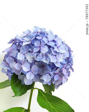 Single Hydrangea Flower Rainy Season Flower Stock Photo