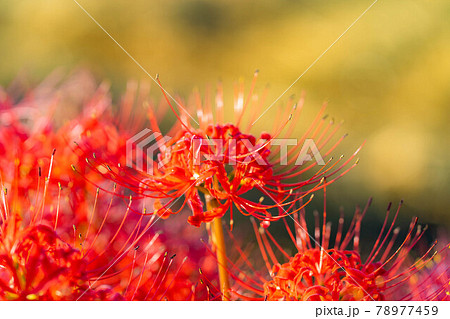 朝露と彼岸花　【長野県】 78977459
