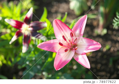 スカシユリ 78977622