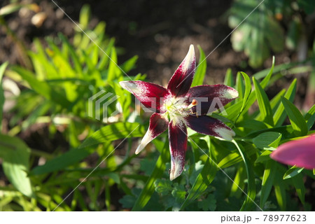 スカシユリ 78977623