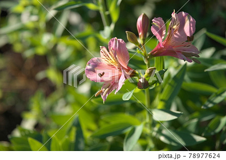 アルストロメリア【緑背景】 78977624