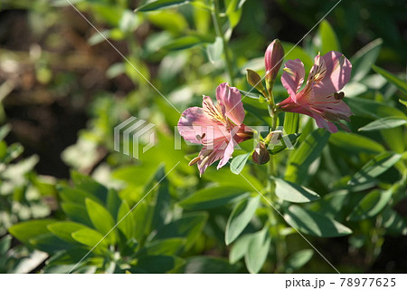 アルストロメリア【緑背景】 78977625