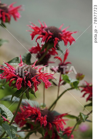 炎のような赤いタイマツバナの花 炎のような赤いタイマツバナの花 78977723