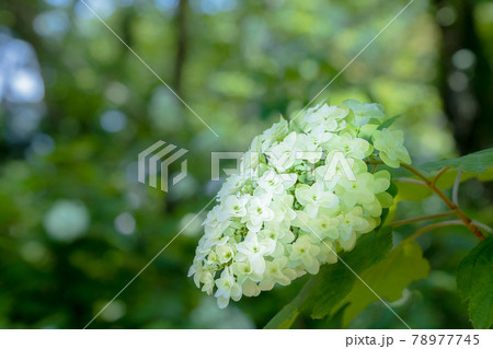 梅雨空に色鮮やかに咲くあじさい 78977745