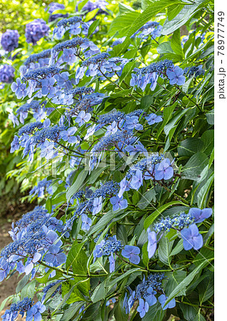 梅雨空に色鮮やかに咲くあじさい 78977749