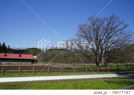 春の小岩井農場 78977787