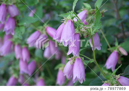 ホタルブクロ 花背景 の写真素材