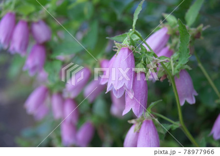 ホタルブクロ 花背景 の写真素材
