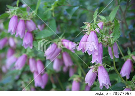 ホタルブクロ【花背景】 78977967