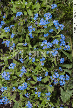 spring forget-me-not flowers grow in bush on black earth 78978381