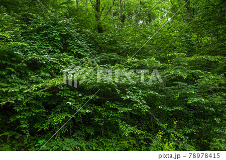 自生のマタタビの木 78978415