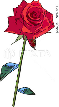 綺麗な一輪の薔薇の花 78978416