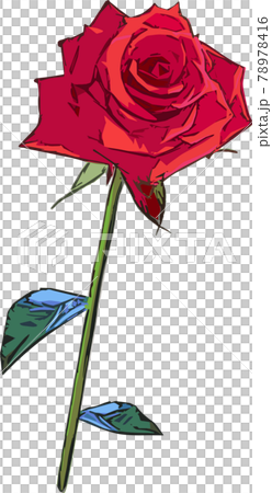 綺麗な一輪の薔薇の花 78978416